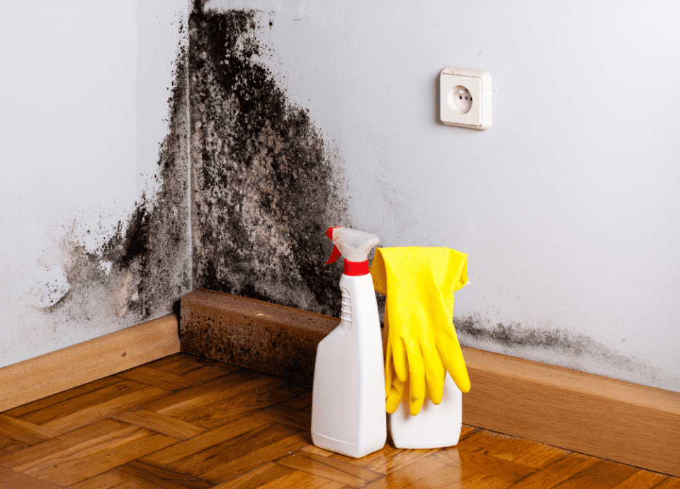 How to prevent mould 1